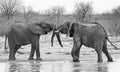 Two elephants play fighting with a giraffe in the background in Hwnage National P