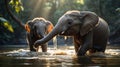 Two Baby Elephants Playing and Splashing in the River at Golden Hour Sunset Royalty Free Stock Photo