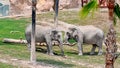 Two elephants playing with a branch in zoo Royalty Free Stock Photo