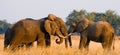 Two elephants playing with each other. Zambia. Lower Zambezi National Park. Royalty Free Stock Photo