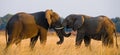 Two elephants playing with each other. Zambia. Lower Zambezi National Park. Royalty Free Stock Photo