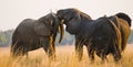 Two elephants playing with each other. Zambia. Lower Zambezi National Park. Royalty Free Stock Photo