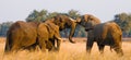 Two elephants playing with each other. Zambia. Lower Zambezi National Park. Royalty Free Stock Photo