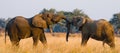 Two elephants playing with each other. Zambia. Lower Zambezi National Park. Royalty Free Stock Photo