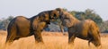 Two elephants playing with each other. Zambia. Lower Zambezi National Park. Royalty Free Stock Photo