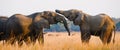 Two elephants playing with each other. Zambia. Lower Zambezi National Park. Royalty Free Stock Photo