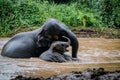the two elephants playing water in the nature Royalty Free Stock Photo
