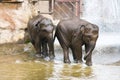 Two elephants playing in water Royalty Free Stock Photo