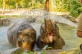 Two elephants playing in water with splashes and greenery surrounding them Royalty Free Stock Photo
