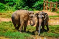 Two elephants pour mud at the Pinnawala Elephant Orphanage. Sri Lanka Royalty Free Stock Photo