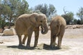 Two elephants are resting in the wild Africa safari Royalty Free Stock Photo