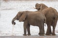 Two Elephants at the River Royalty Free Stock Photo