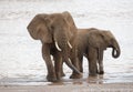 Two Elephants at the River Royalty Free Stock Photo