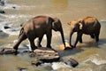 Two Elephants in a river, Sri Lanka Royalty Free Stock Photo