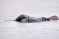 Two elephants in the river Royalty Free Stock Photo