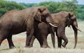 Two elephants in Savannah. Africa. Kenya. Tanzania. Serengeti. Maasai Mara. Royalty Free Stock Photo