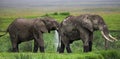 Two elephants in Savannah. Africa. Kenya. Tanzania. Serengeti. Maasai Mara. Royalty Free Stock Photo