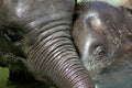 Two elephants sharing a bath