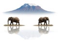Two elephants stand on a grassy patch with a snow capped mountain in the background isolated on white background Royalty Free Stock Photo