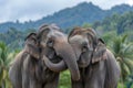 Two Elephants Standing Together Royalty Free Stock Photo