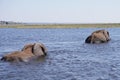 Two elephants swimming through deep water in the Okavango Delta. Royalty Free Stock Photo