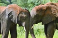 Two elephants trunk to trunk Royalty Free Stock Photo