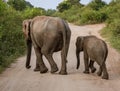 Two Elephants Walk Away Across a Road Royalty Free Stock Photo