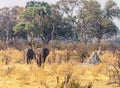 Two Elephants walking in the Okavango Delta, Botswana Royalty Free Stock Photo