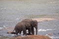 Two elephants walking in river Royalty Free Stock Photo