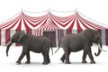 Elephants walking outside a red and white circus tent