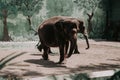 Two elephants walking in the zoo