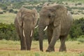 Two elephants at a water hole Royalty Free Stock Photo