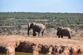 Two elephants at a waterhole drinking water on a sunny day in Addo Elephant Park in Colchester, South Africa Royalty Free Stock Photo