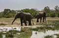 Two Elephants at the watering hole on Safari in Africa Royalty Free Stock Photo