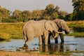 Two elephants at a Watering Hole Royalty Free Stock Photo