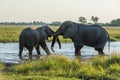 Two elephants wrestling in river at dusk Royalty Free Stock Photo