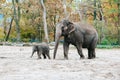 Two elephants in a zoo. Mother and calf are walking in the national park. Wildlife concept. African elephant baby Royalty Free Stock Photo