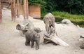 Two elephants in the zoo. Mother elephant with baby elephant. Royalty Free Stock Photo