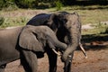 Two elephats spooning Royalty Free Stock Photo