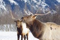 Two elk outside of Girdwood, Alaska, in the winter.