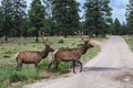 Two elk with racks walking across road in front of cattle guard with pine trees in background near Grand Canyon - movement blur Royalty Free Stock Photo