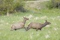Two elk running in a grassy field Royalty Free Stock Photo