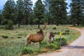 Two elk by cattle guard near Grand Canyon Arizona Royalty Free Stock Photo