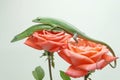Two Emerald Tree Skink are basking on a rose in perfect bloom. Royalty Free Stock Photo