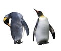 Two Emperator Penguins Royalty Free Stock Photo