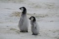 Two Emperor Penguin Chicks Royalty Free Stock Photo