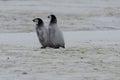 Two Emperor Penguin Chicks Royalty Free Stock Photo