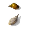 Two empty dry pond snail shells isolated on white background Royalty Free Stock Photo