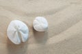 Two empty shells of sea heart urchin Echinocardium cordatum on sandy beach Royalty Free Stock Photo
