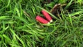 Two empty shotgun cartridges in a grass field